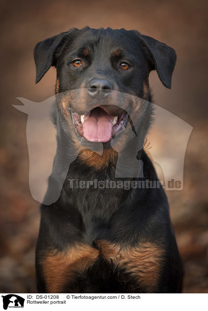 Rottweiler Portrait / Rottweiler portrait / DS-01208