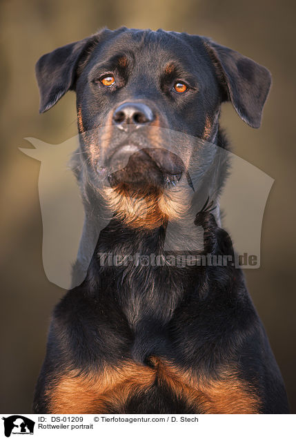 Rottweiler Portrait / Rottweiler portrait / DS-01209