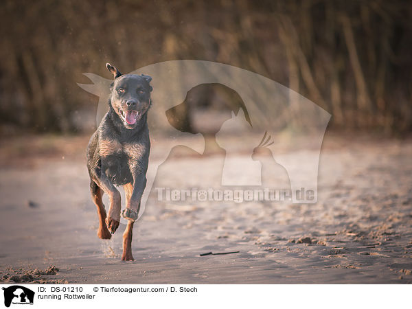 rennender Rottweiler / running Rottweiler / DS-01210