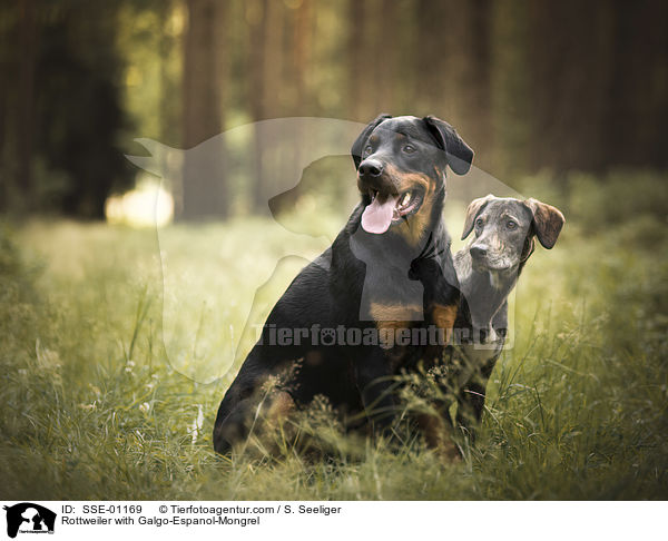 Rottweiler mit Galgo-Espanol-Mischling / Rottweiler with Galgo-Espanol-Mongrel / SSE-01169