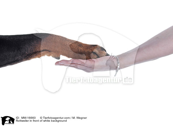 Rottweiler vor weiem Hintergrund / Rottweiler in front of white background / MW-16660