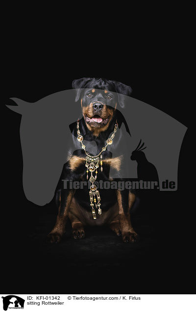 sitzender Rottweiler / sitting Rottweiler / KFI-01342