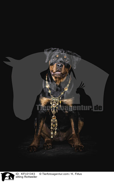 sitzender Rottweiler / sitting Rottweiler / KFI-01343