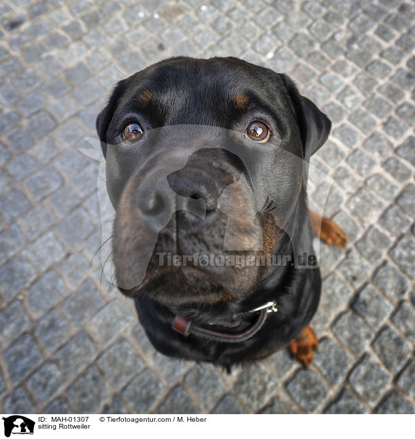 sitzender Rottweiler / sitting Rottweiler / MAH-01307