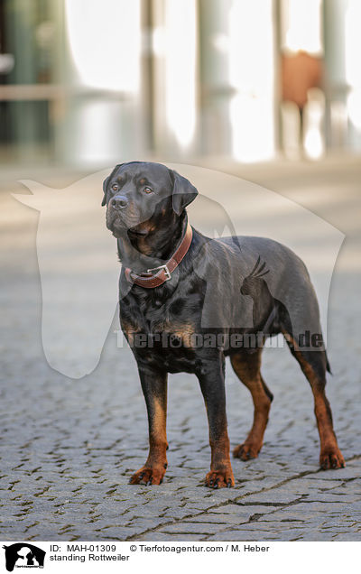 stehender Rottweiler / standing Rottweiler / MAH-01309