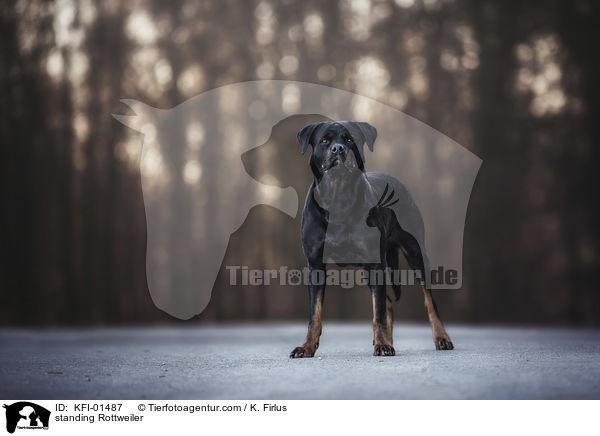 stehender Rottweiler / standing Rottweiler / KFI-01487