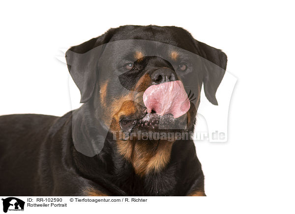 Rottweiler Portrait / Rottweiler Portrait / RR-102590