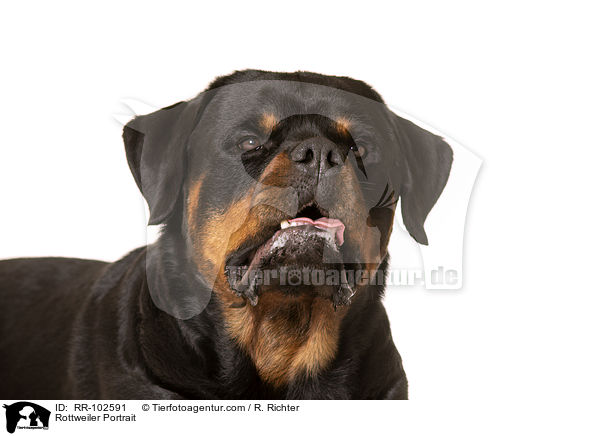 Rottweiler Portrait / Rottweiler Portrait / RR-102591