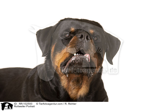 Rottweiler Portrait / Rottweiler Portrait / RR-102593