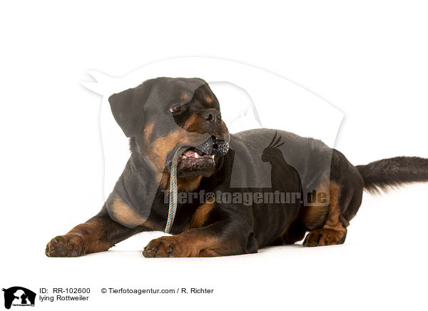 liegender Rottweiler / lying Rottweiler / RR-102600