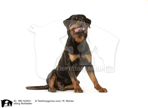 sitzender Rottweiler / sitting Rottweiler / RR-102601