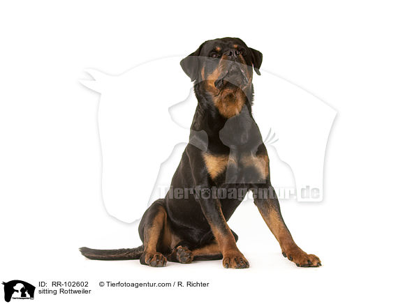 sitzender Rottweiler / sitting Rottweiler / RR-102602