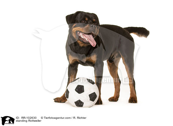 stehender Rottweiler / standing Rottweiler / RR-102630