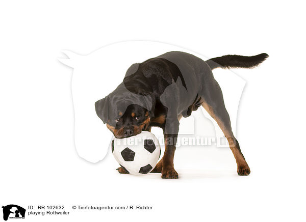 spielender Rottweiler / playing Rottweiler / RR-102632