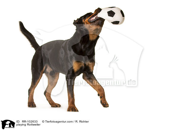 spielender Rottweiler / playing Rottweiler / RR-102633