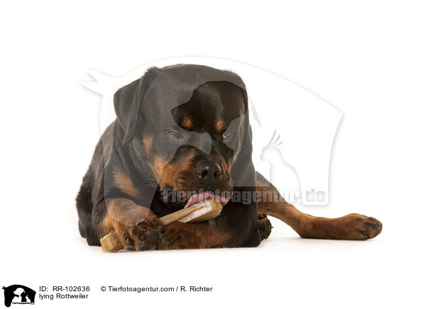 liegender Rottweiler / lying Rottweiler / RR-102636