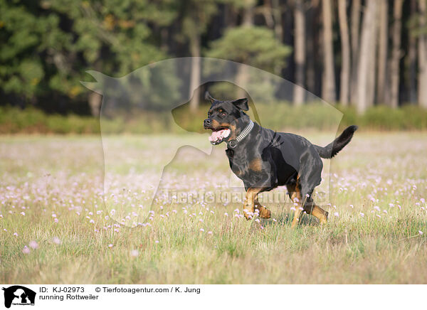 rennender Rottweiler / running Rottweiler / KJ-02973