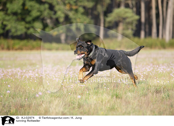 rennender Rottweiler / running Rottweiler / KJ-02974