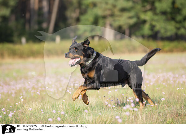 rennender Rottweiler / running Rottweiler / KJ-02975
