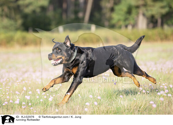 rennender Rottweiler / running Rottweiler / KJ-02976