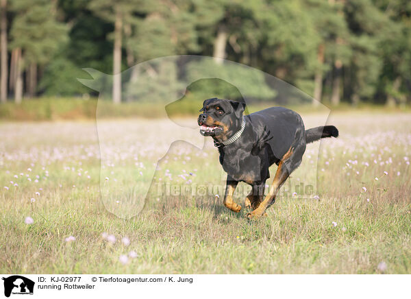 rennender Rottweiler / running Rottweiler / KJ-02977