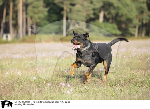 rennender Rottweiler / running Rottweiler / KJ-02978