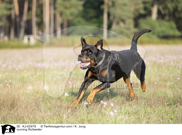 rennender Rottweiler / running Rottweiler / KJ-02979