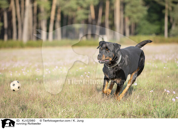 rennender Rottweiler / running Rottweiler / KJ-02980