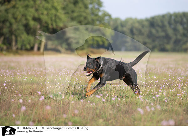 rennender Rottweiler / running Rottweiler / KJ-02981