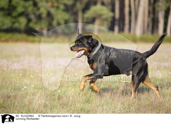 rennender Rottweiler / running Rottweiler / KJ-02982