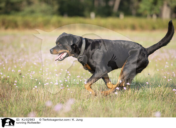 rennender Rottweiler / running Rottweiler / KJ-02983