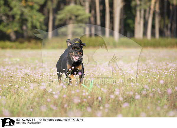 rennender Rottweiler / running Rottweiler / KJ-02984