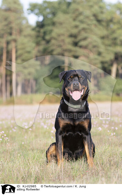 sitzender Rottweiler / sitting Rottweiler / KJ-02985