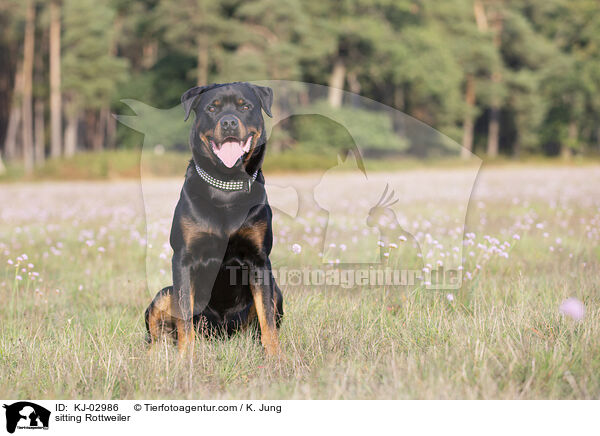 sitzender Rottweiler / sitting Rottweiler / KJ-02986
