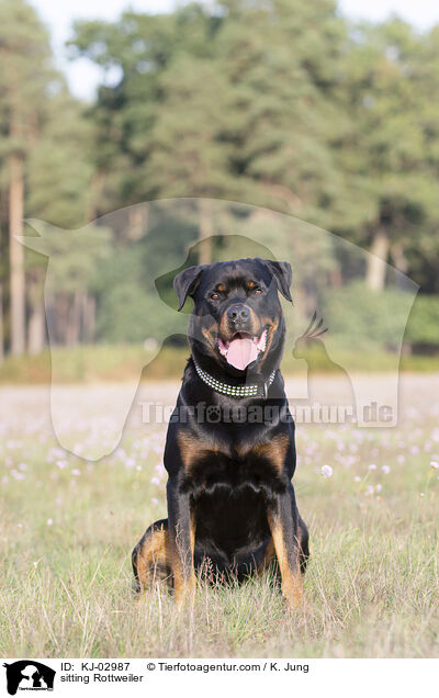 sitzender Rottweiler / sitting Rottweiler / KJ-02987