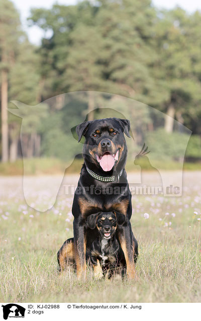 2 Hunde / 2 dogs / KJ-02988