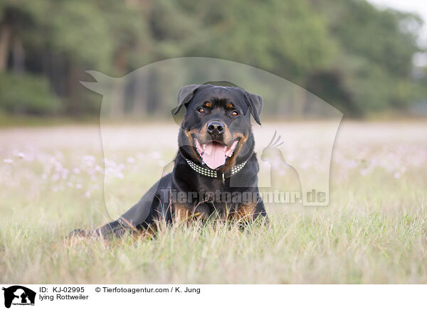 liegender Rottweiler / lying Rottweiler / KJ-02995