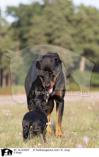 2 Hunde / 2 dogs / KJ-03007