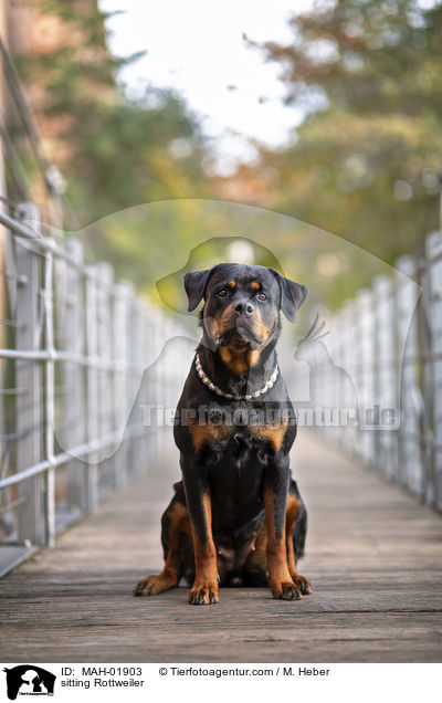 sitzender Rottweiler / sitting Rottweiler / MAH-01903