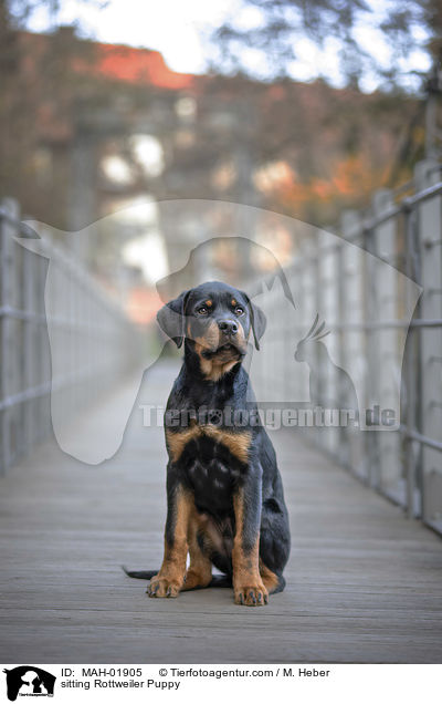 sitzender Rottweiler Welpe / sitting Rottweiler Puppy / MAH-01905