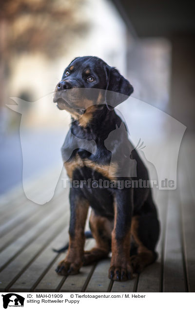 sitzender Rottweiler Welpe / sitting Rottweiler Puppy / MAH-01909