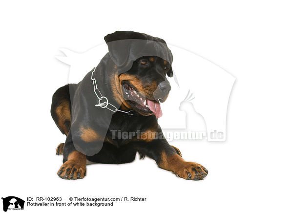 Rottweiler vor weiem Hintergrund / Rottweiler in front of white background / RR-102963