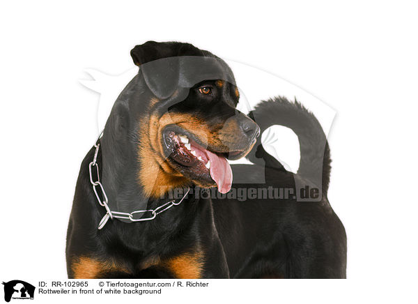 Rottweiler vor weiem Hintergrund / Rottweiler in front of white background / RR-102965