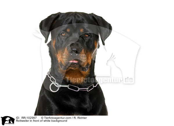 Rottweiler vor weiem Hintergrund / Rottweiler in front of white background / RR-102967