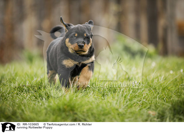 rennender Rottweiler Welpe / running Rottweiler Puppy / RR-103665