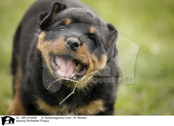 spielender Rottweiler Welpe / playing Rottweiler Puppy / RR-103668