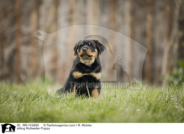 sitzender Rottweiler Welpe / sitting Rottweiler Puppy / RR-103680