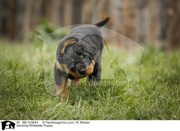 stehender Rottweiler Welpe / standing Rottweiler Puppy / RR-103683