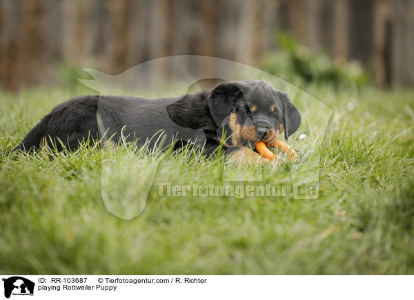 spielender Rottweiler Welpe / playing Rottweiler Puppy / RR-103687