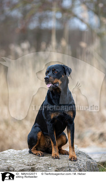 sitting Rottweiler / MAH-02071